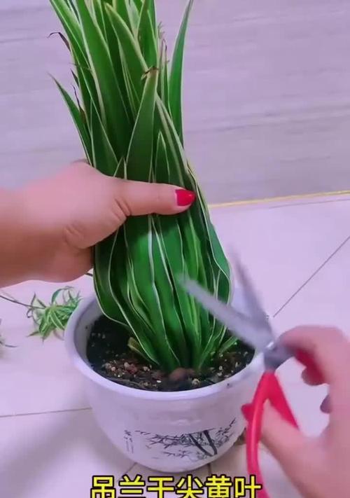吊兰种植方法是什么？吊兰叶子发黄怎么办？