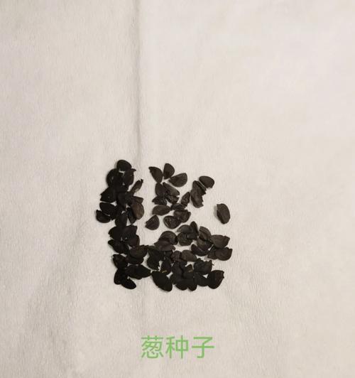 米兰花种子播种需要注意什么？