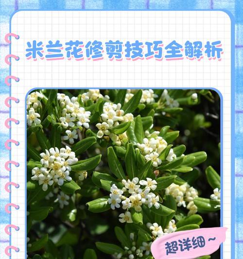 米兰花种子播种需要注意什么？