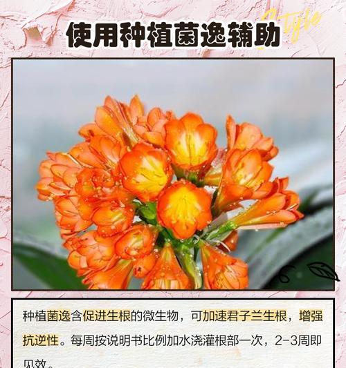 君子兰快速生根的有效方法是什么？