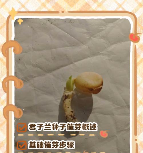 君子兰快速生根的有效方法是什么？