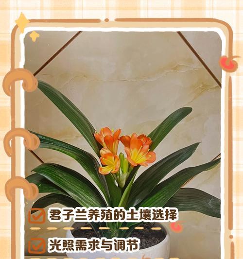 君子兰快速生根的有效方法是什么？
