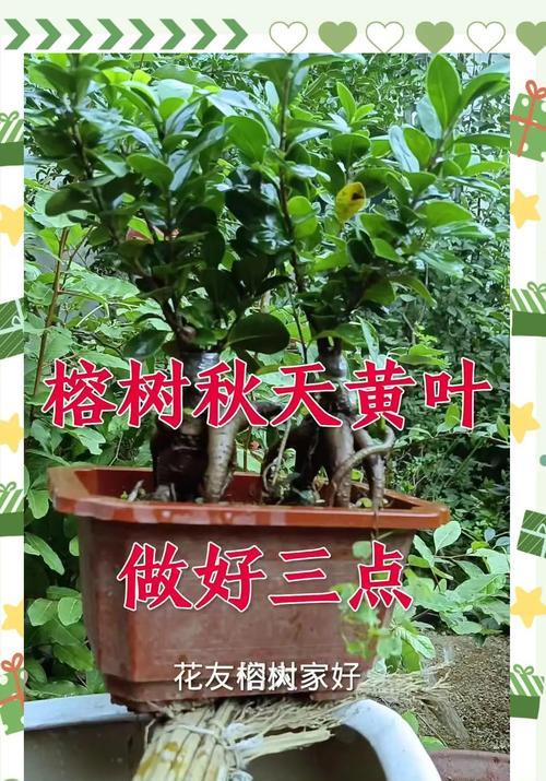 榕树换土的最佳时机是什么时候？换土步骤有哪些？