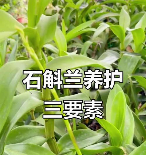 石斛浇水的最佳时机和方法？