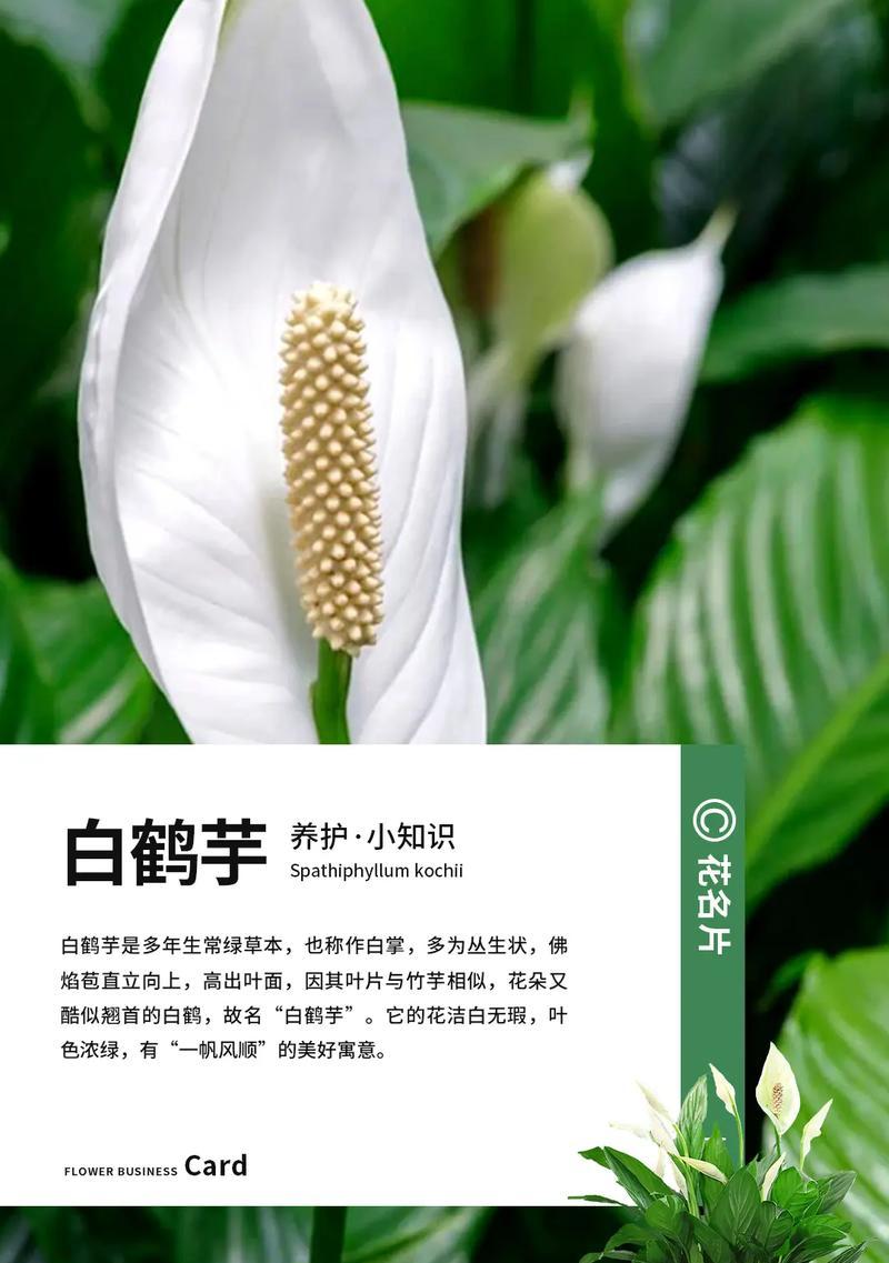 白掌繁殖的正确方法是什么？有哪些注意事项？