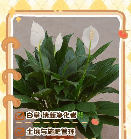 白掌繁殖的正确方法是什么？有哪些注意事项？