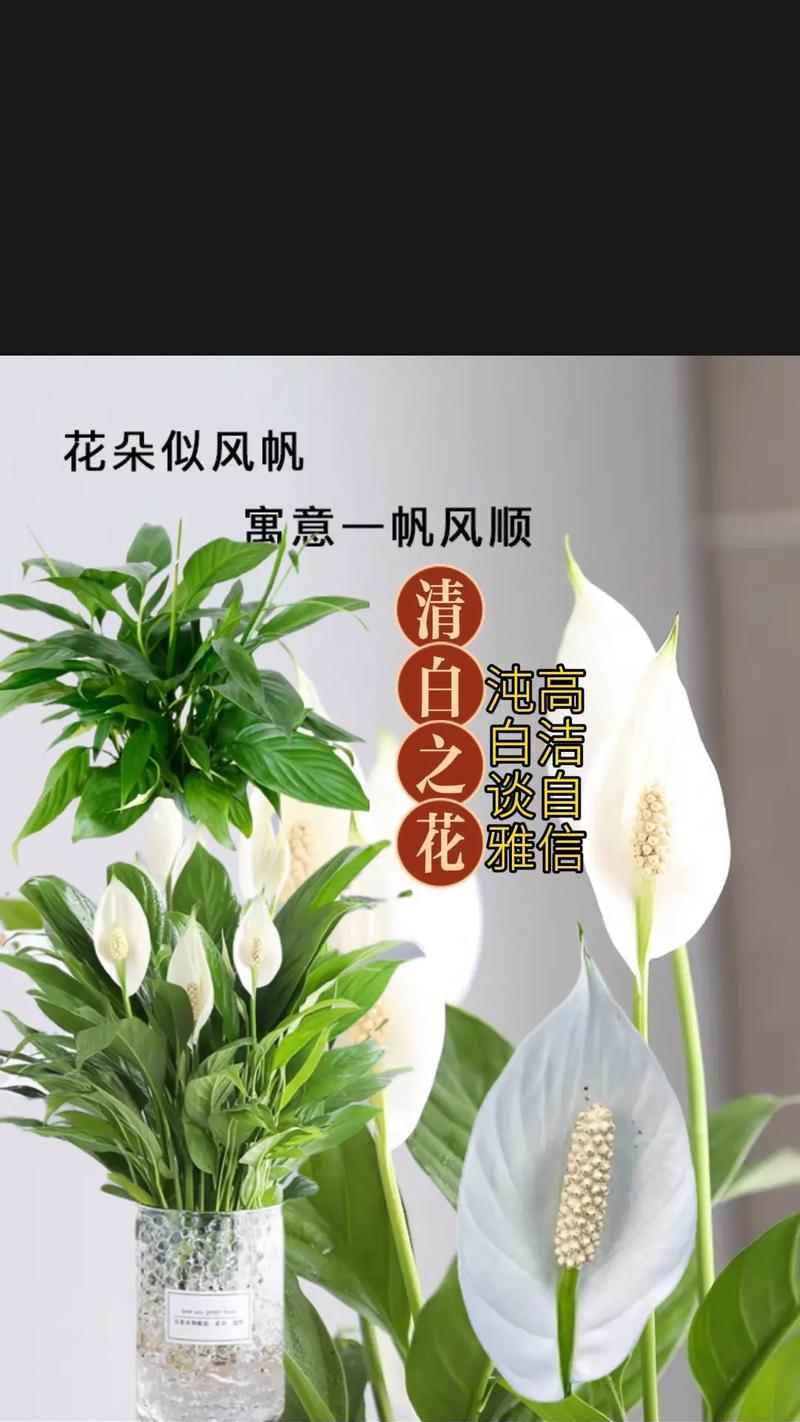 白掌繁殖的正确方法是什么？有哪些注意事项？