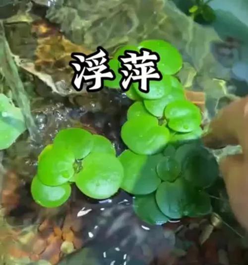 浮萍的养殖环境要求是什么？如何控制浮萍的生长速度？