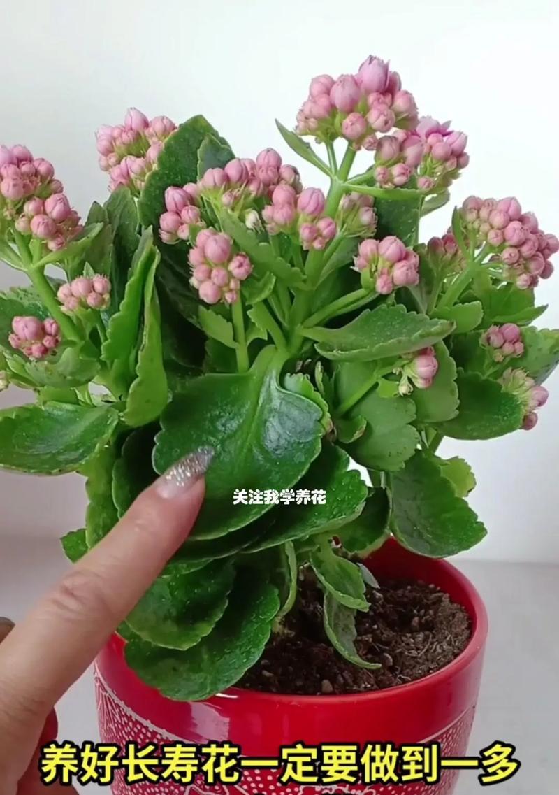 长寿花的养殖方法和注意事项有哪些？