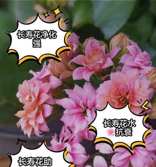 长寿花的养殖方法和注意事项有哪些？