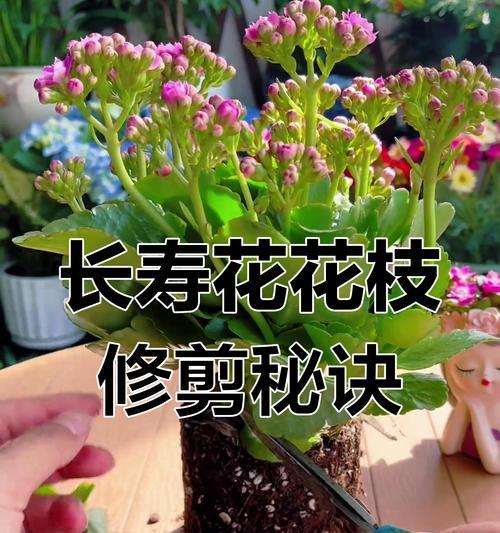 长寿花的养殖方法和注意事项有哪些？