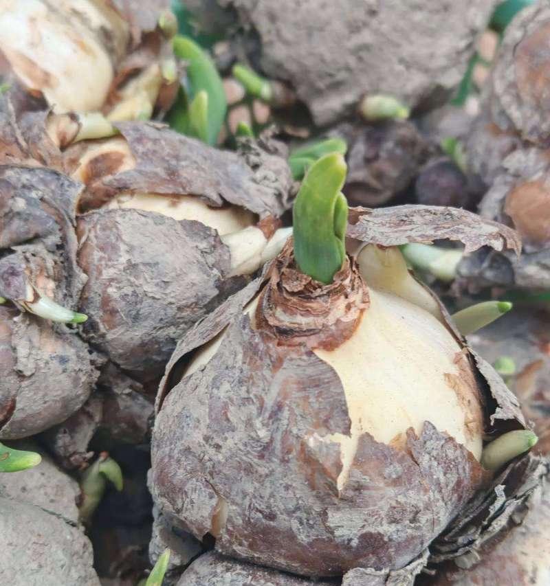 水仙种球养护要点是什么？如何培养出壮丽的水仙花？