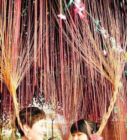 锦屏藤的种植步骤和注意事项是什么？