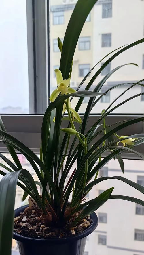 兰花的正确浇水方法是什么？如何保持兰花的水分？