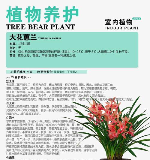 兰花的正确浇水方法是什么？如何保持兰花的水分？