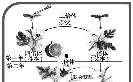 如意的繁殖技巧有哪些？如何提高繁殖成功率？