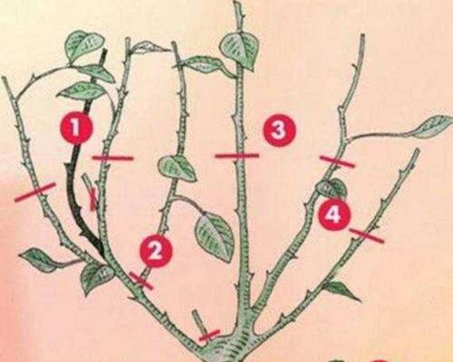 月季花的正确剪枝时间是什么时候？月季花剪枝的技巧有哪些？