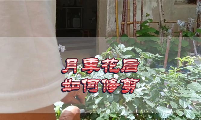 月季花的正确剪枝时间是什么时候？月季花剪枝的技巧有哪些？