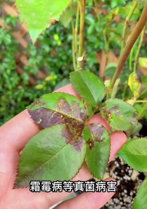 月季花的正确剪枝时间是什么时候？月季花剪枝的技巧有哪些？