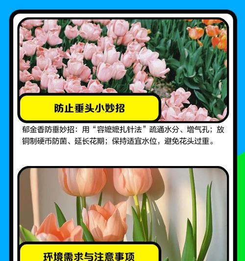 郁金香的养殖技巧和常见问题解答？