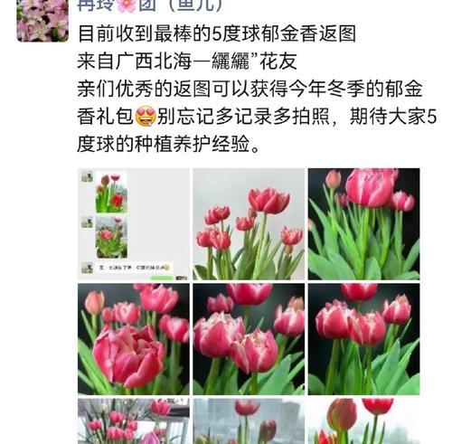 郁金香的养殖技巧和常见问题解答？