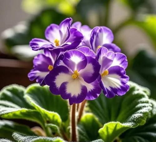冬季室内适合养什么花？冬季花卉养护技巧有哪些？