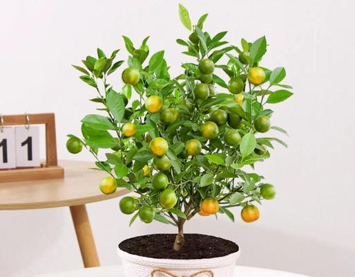 冬季室内适合养什么花？冬季花卉养护技巧有哪些？