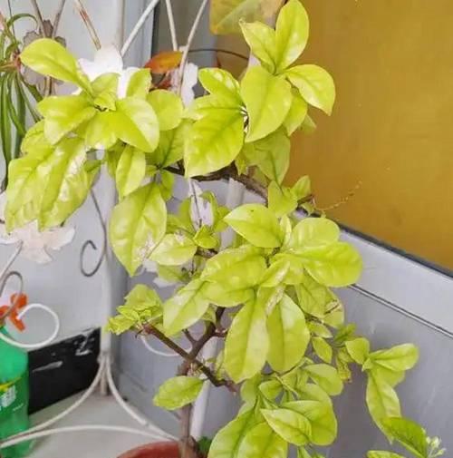 三角梅不开花怎么办？如何促进三角梅开花？