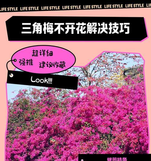 三角梅不开花怎么办？如何促进三角梅开花？