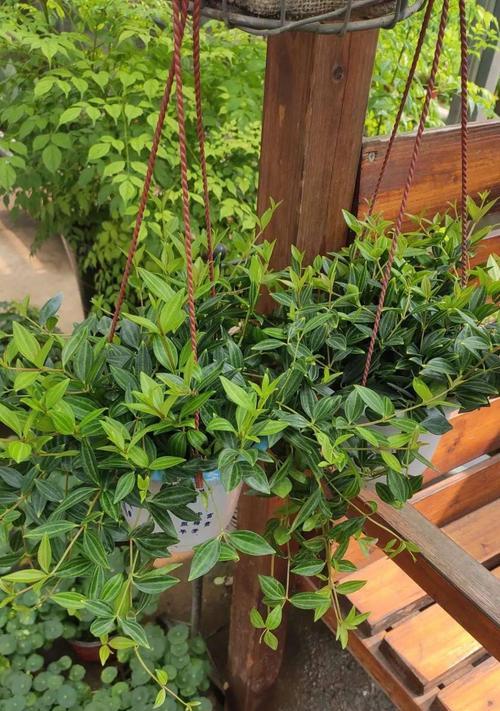紫边碧玉椒草怎么养？光照和水分管理要点是什么？