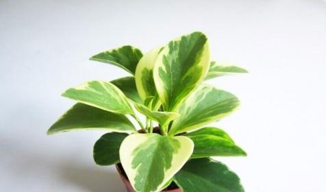 紫边碧玉椒草怎么养？光照和水分管理要点是什么？