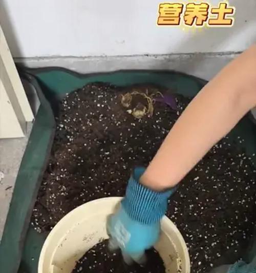 如何正确配制栽花的营养土？