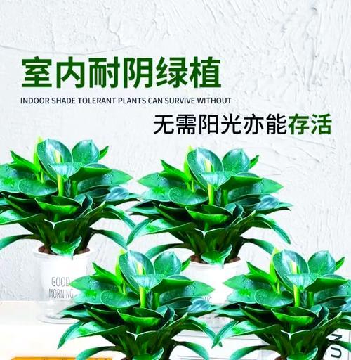金钻繁殖方法是什么？如何确保成活率？