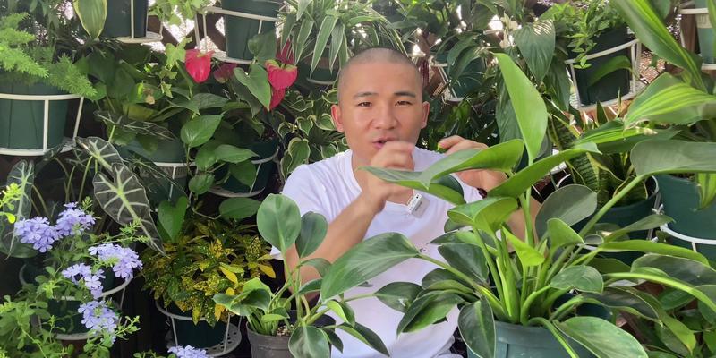 金钻繁殖方法是什么？如何确保成活率？