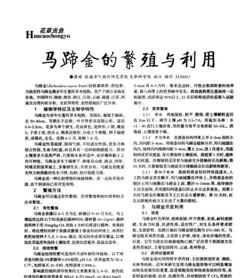 马蹄繁殖的步骤和技巧是什么？