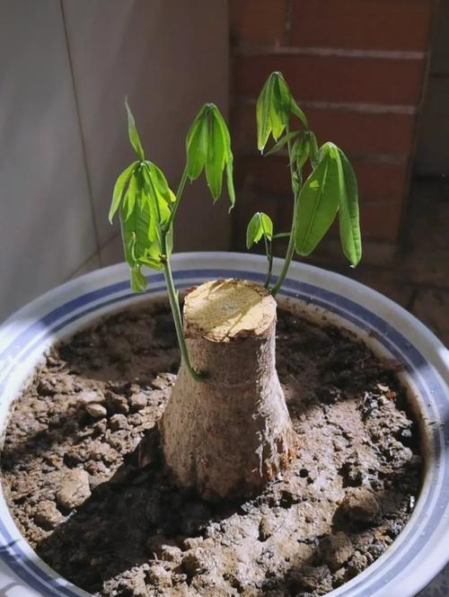 怎么给花浇水？花卉浇水的正确方法和注意事项是什么？