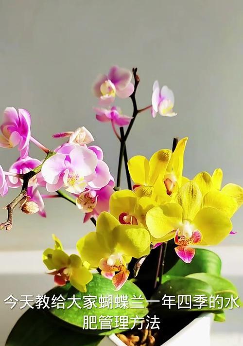 怎么给花浇水？花卉浇水的正确方法和注意事项是什么？