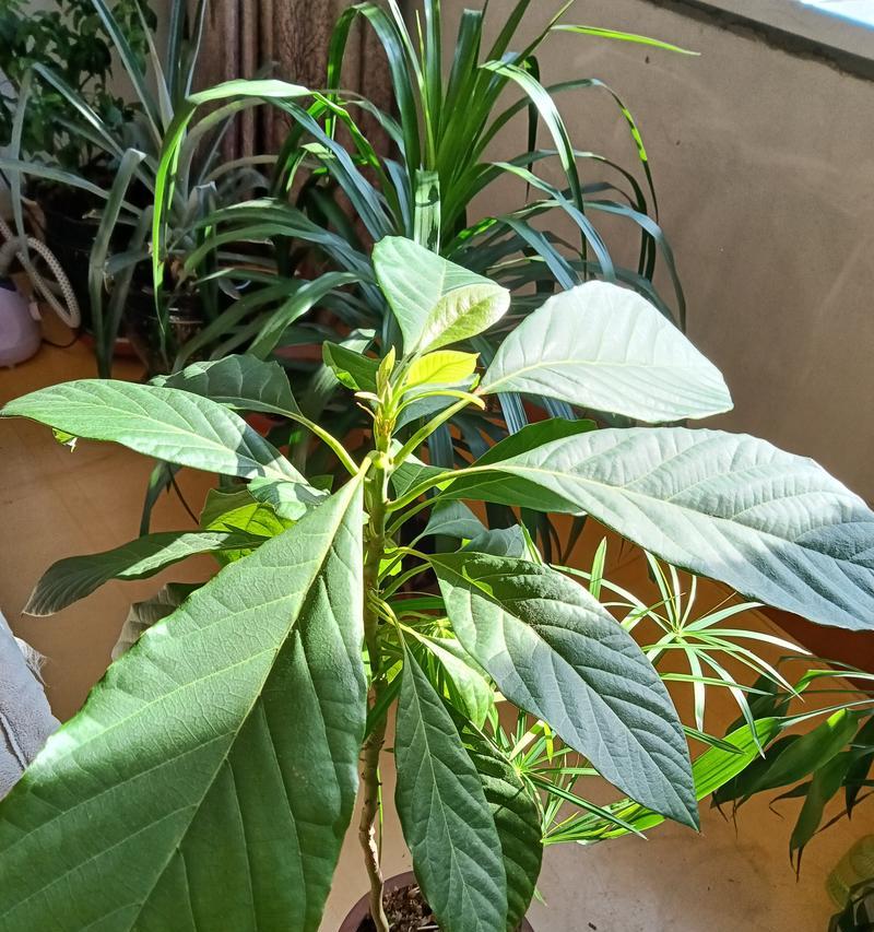 牛油果开花的外观特点有哪些？