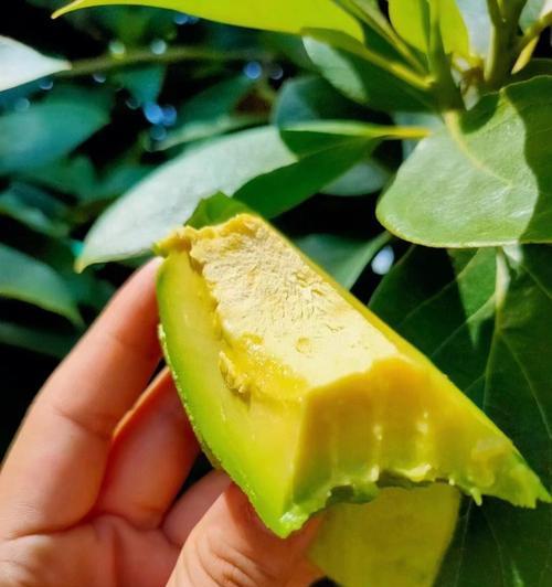牛油果开花的外观特点有哪些？