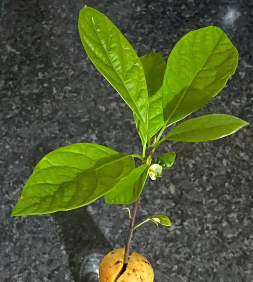 牛油果开花的外观特点有哪些？