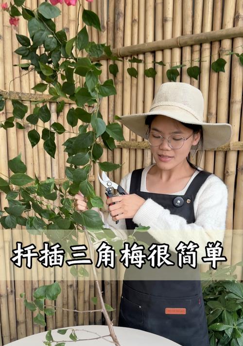 三角梅插枝容易活的方法有哪些？