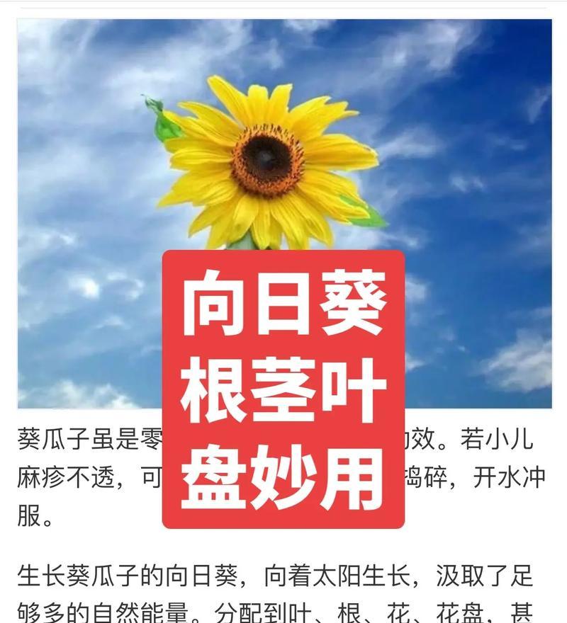 向日葵是怎么生长的？向日葵生长过程中的关键点是什么？