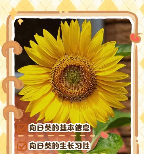 向日葵是怎么生长的？向日葵生长过程中的关键点是什么？