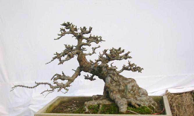 榆树盆景的栽种步骤是什么？