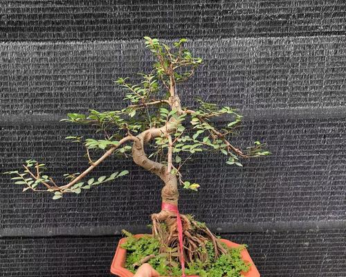 榆树盆景的栽种步骤是什么？