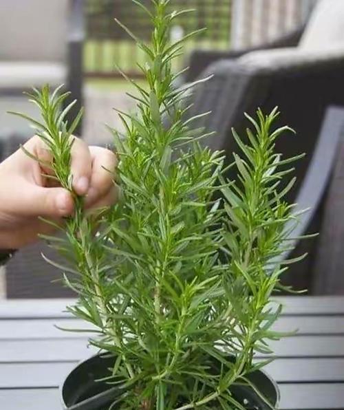 迷迭香应该种植在什么盆中？迷迭香盆栽的养护和管理方法是什么？