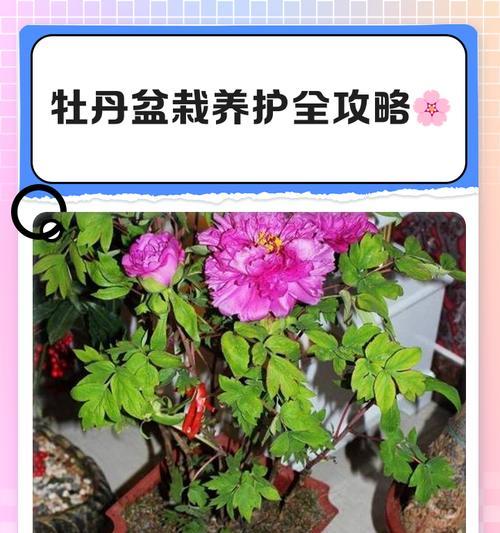 扶桑牡丹插枝繁殖的方法是什么？如何成功繁殖扶桑牡丹？