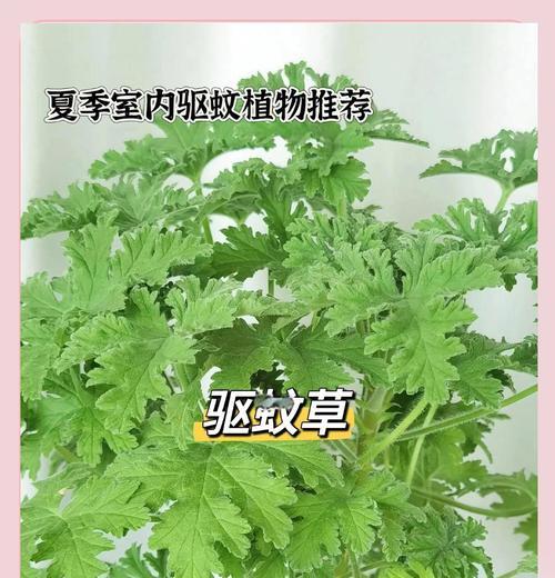 哪些花草具有天然驱蚊效果？如何有效利用它们？