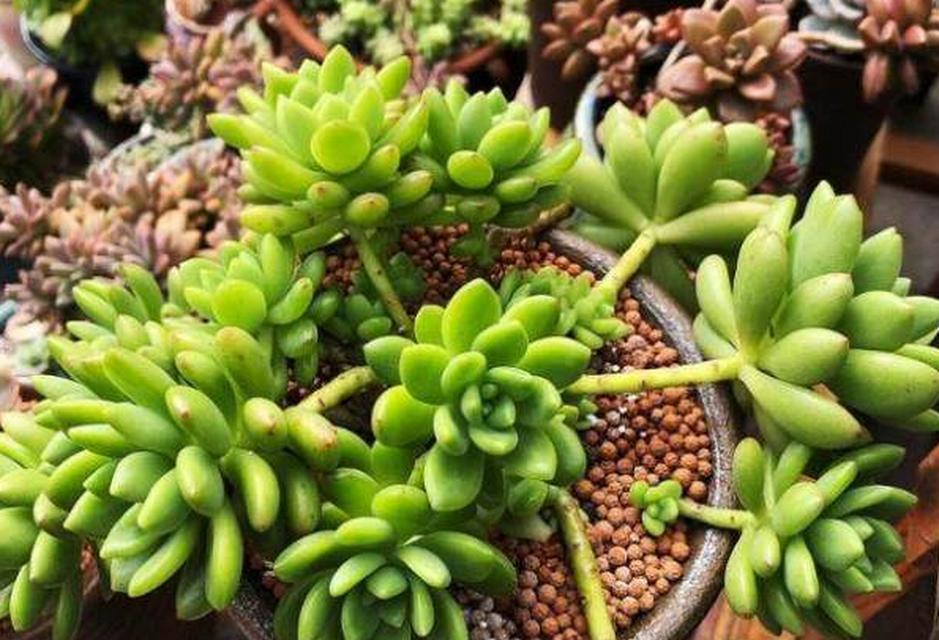 花盆中的蚂蚁如何清除？有哪些有效的方法？
