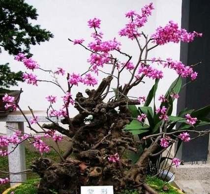 紫荆扦插繁殖的正确方法是什么？
